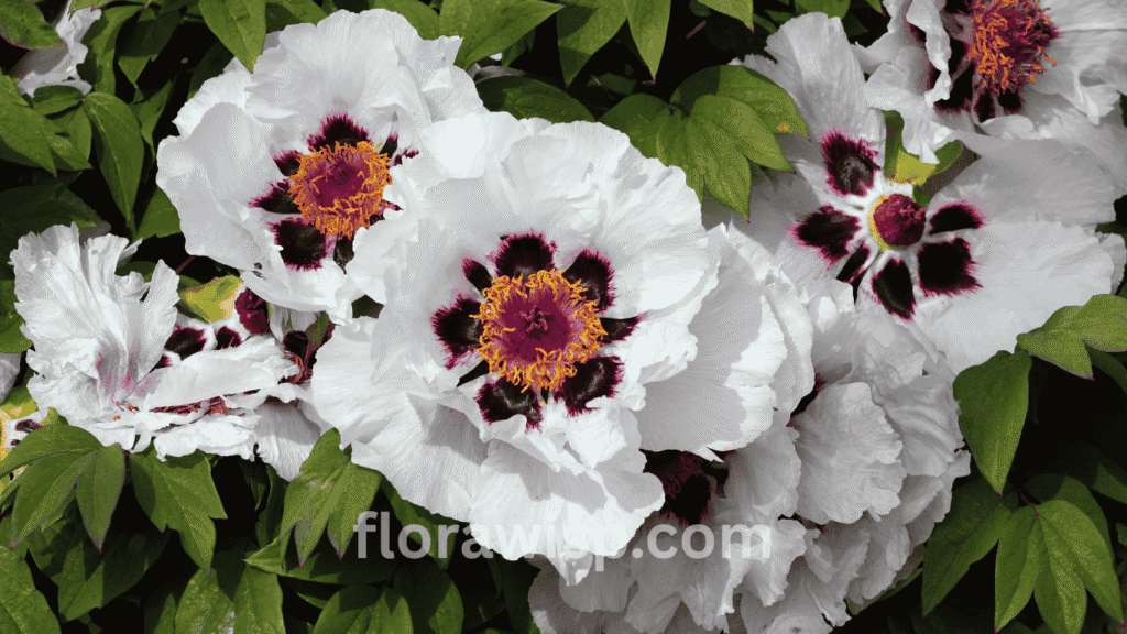 Blooming Chinese tree peony with large pink petals in full spring garden display

