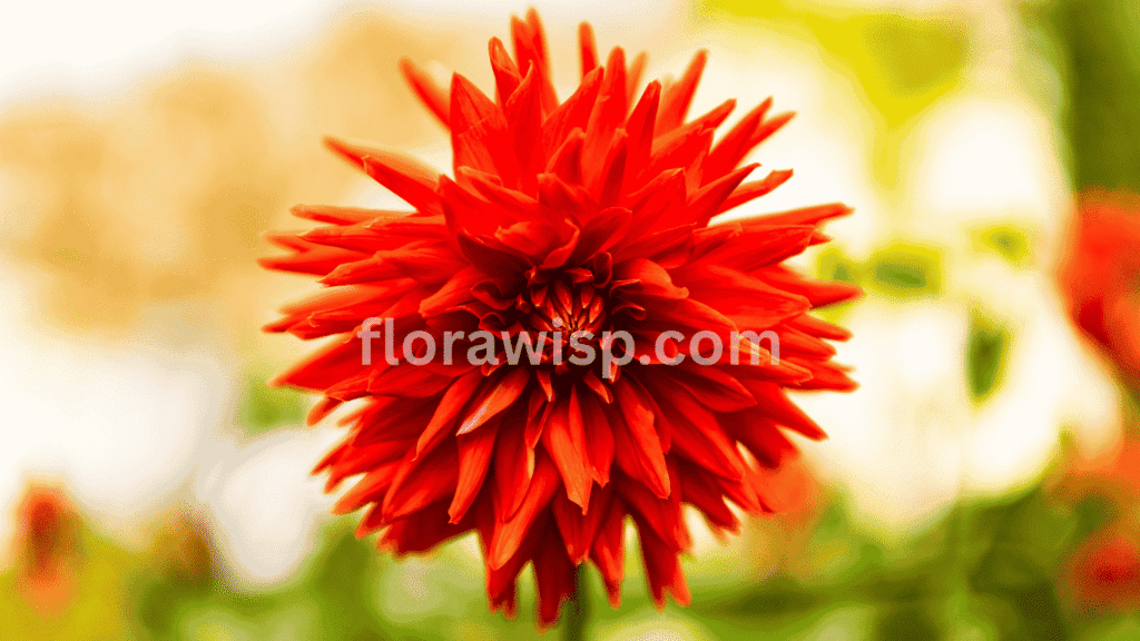 Dahlia Babylon Red with large, deep red blooms in full summer display