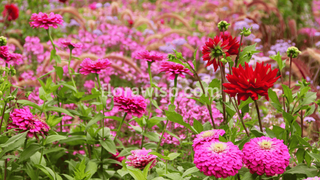 Dahlia with zinnia companion plants blooming together in a colorful garden