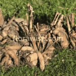 Dahlia tubers ready for planting on grass showing proper placement and eye orientation