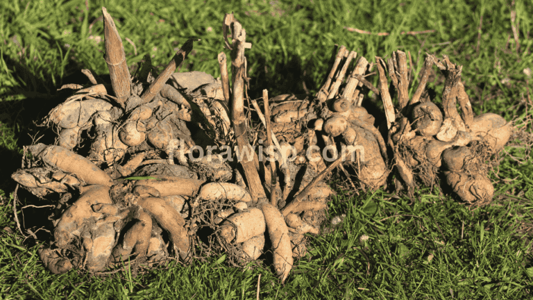 Dahlia tubers ready for planting on grass showing proper placement and eye orientation