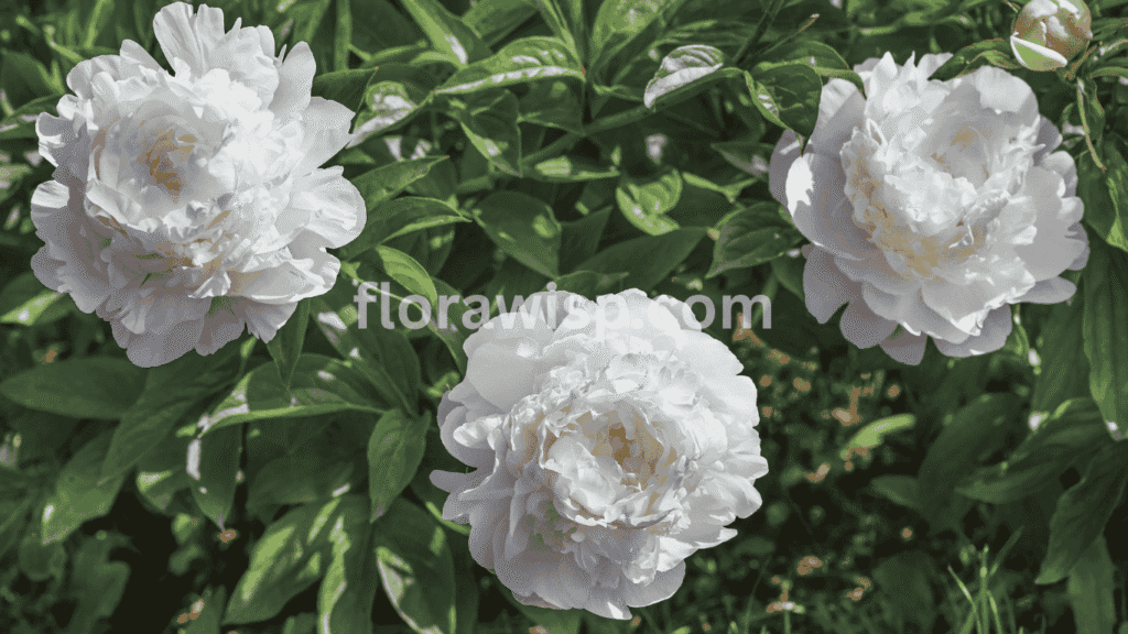 Double white peony with lush, layered petals in full bloom, adding elegance and texture to a garden bed