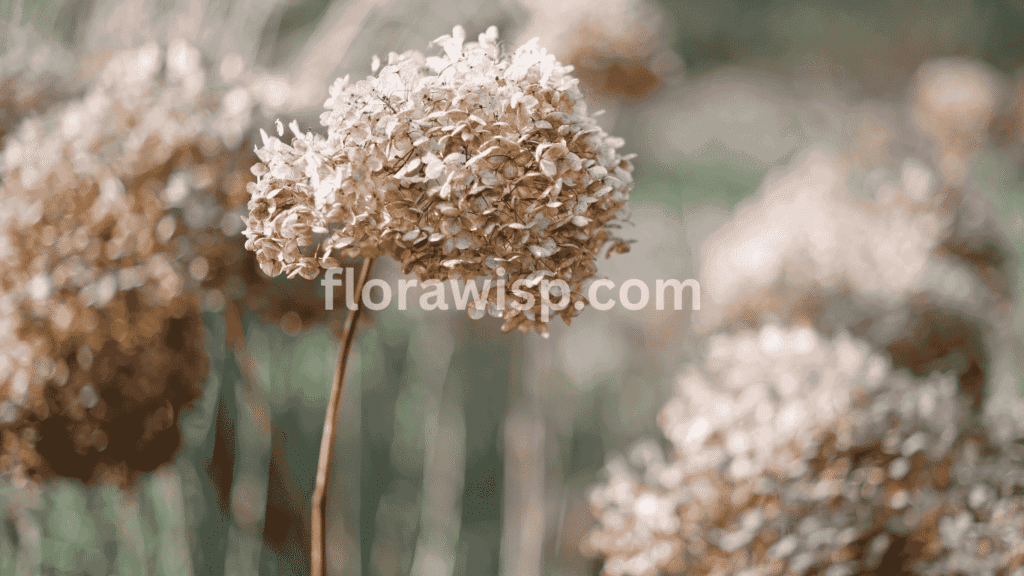 Close-up of dried limelight hydrangea blooms with faded pink and beige tones, perfect for fall floral arrangements and indoor decor.