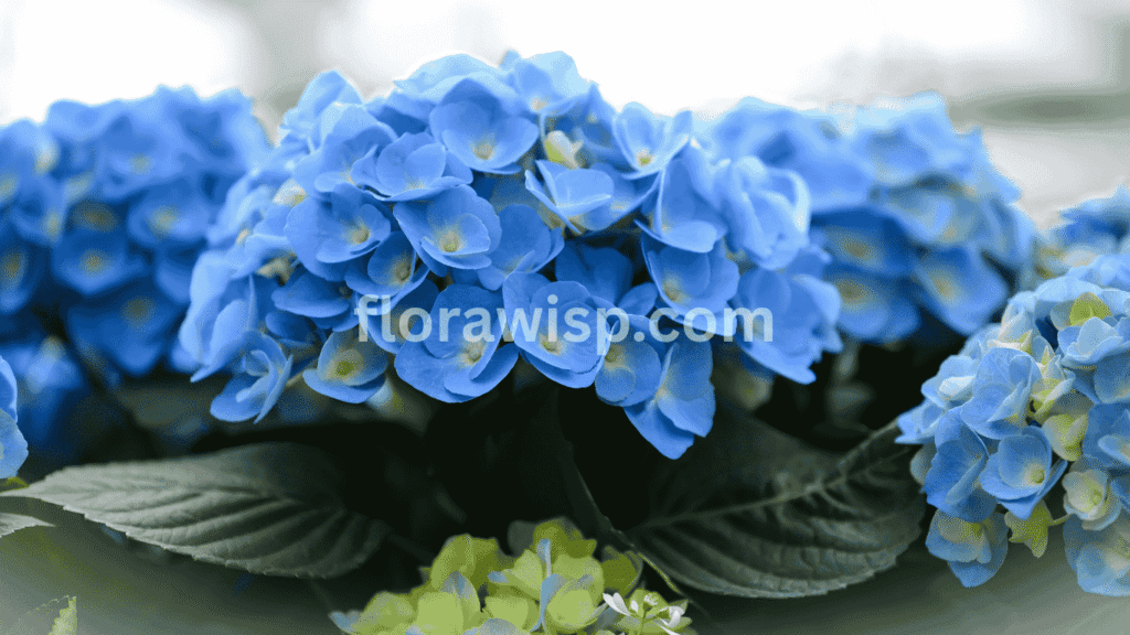 Endless Summer Blue Hydrangea blooming with vibrant blue flowers in a morning sun garden bed with green foliage.


