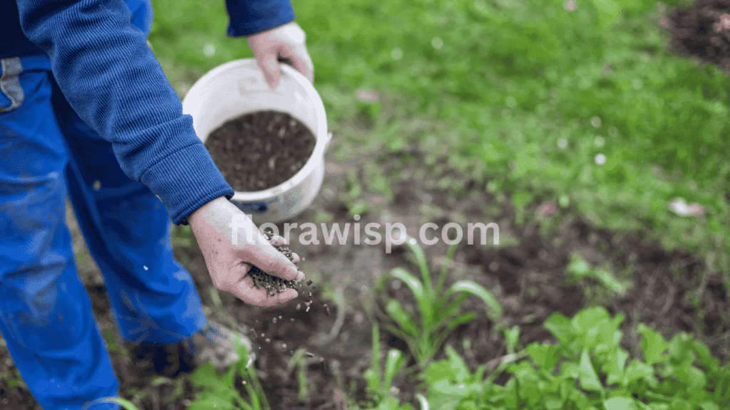 Gardener applying balanced fertilizer around the base of a blooming red peony plant in a spring garden, showing proper fertilizing techniques for healthy growth