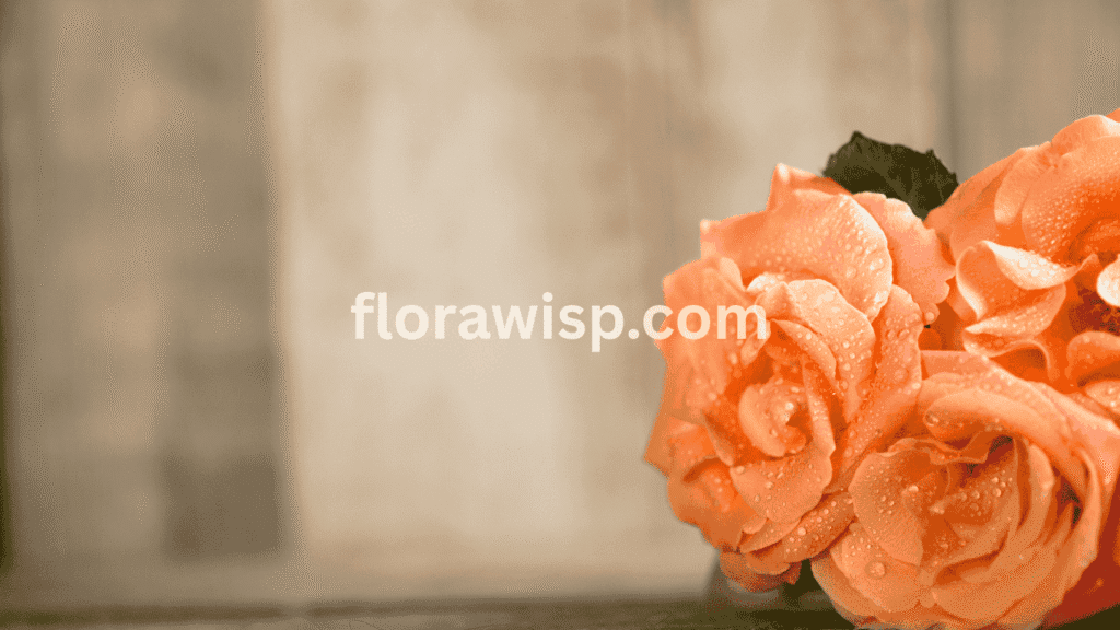 Fresh peony bouquet with delicate drops of water on petals, showcasing vibrant blooms and natural beauty for weddings, gifts, and home decor