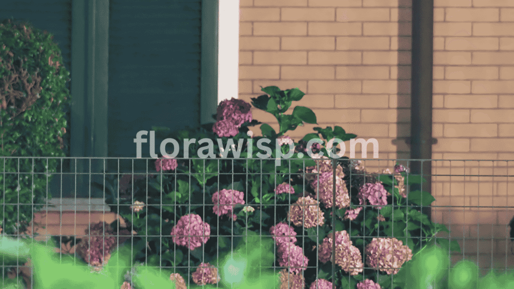 Front porch hydrangeas in pots thrive when placed in bright, indirect light with consistent moisture. Add a layer of mulch to keep roots cool and prevent quick drying in summer heat.