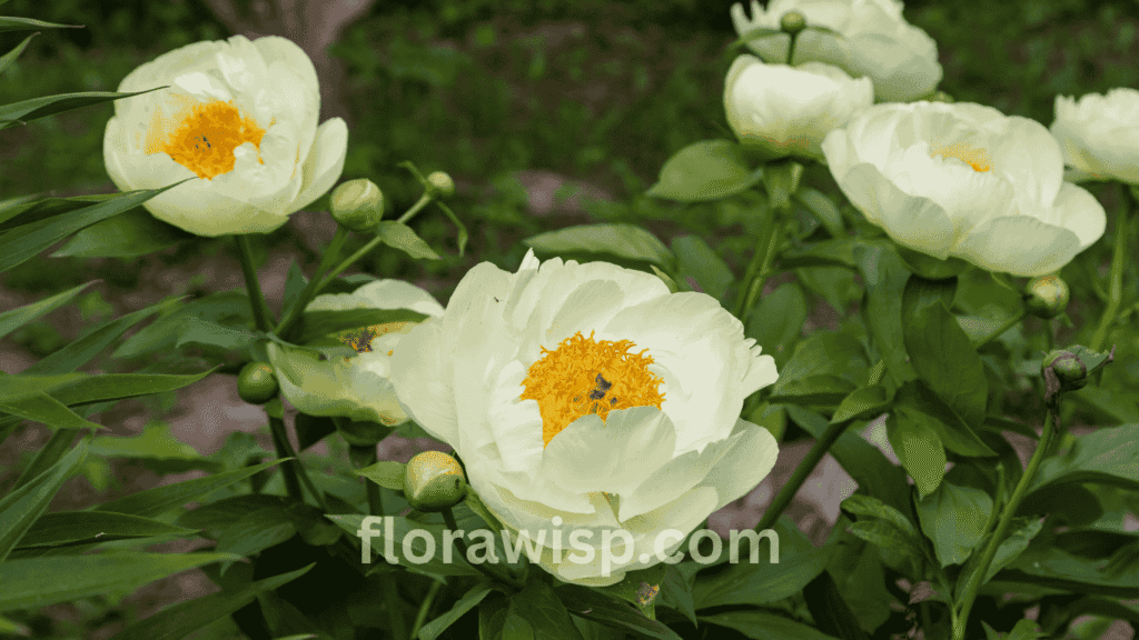Herbaceous peony plant with lush green foliage and large pink blooms growing in a sunny garden bed.

