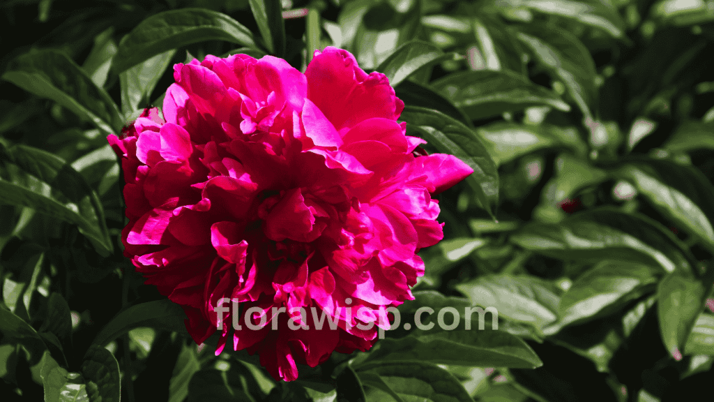 Close-up of vibrant hot pink peonies with layered petals and rich texture, capturing the flower’s vivid color and natural beauty