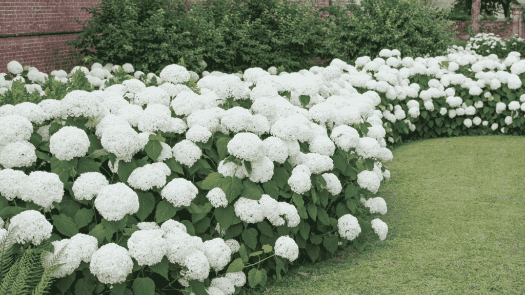 Hydrangea flowers in full bloom with vibrant pink and blue petals in a summer garden