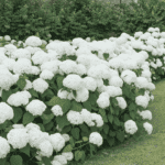 Hydrangea flowers in full bloom with vibrant pink and blue petals in a summer garden