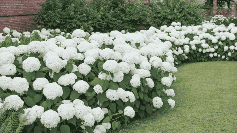 Hydrangea flowers in full bloom with vibrant pink and blue petals in a summer garden