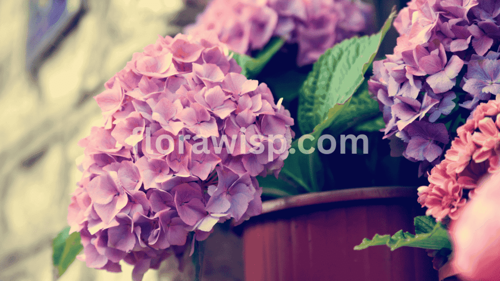 Hydrangea in pot with vibrant blooms and lush green foliage, perfect for decorating patios, balconies, and small garden spaces.
 