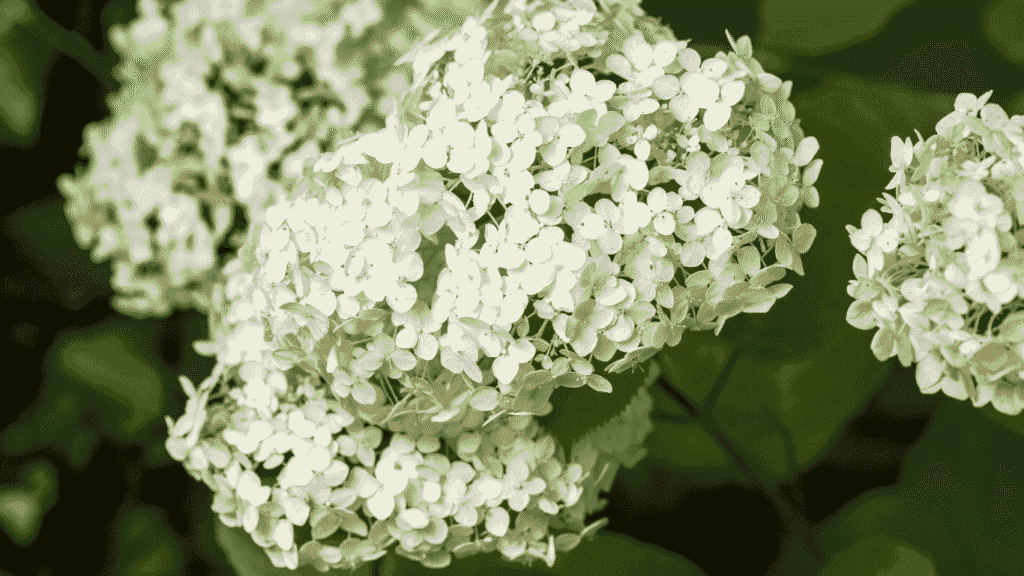 Hydrangea white Annabelle blooming with large round flower heads in a shaded garden bed

