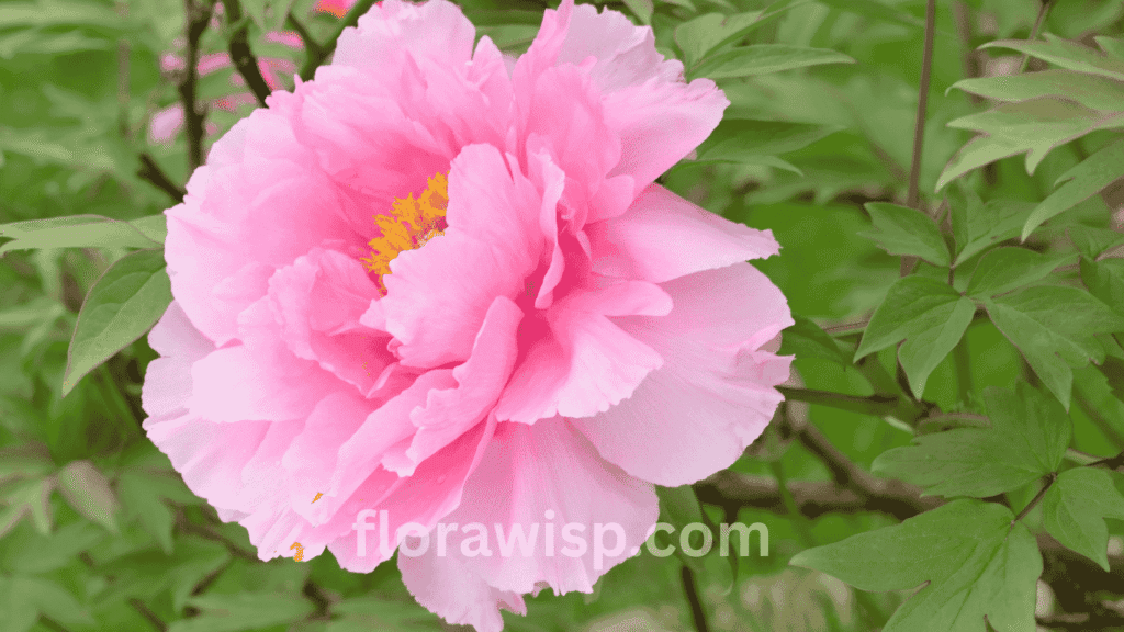 Blooming Japanese tree peony with large layered petals in a spring garden