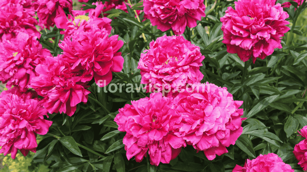 Vibrant Kansas red peony in full bloom with layered petals, growing in a sunny garden, perfect for adding bold color to spring landscapes