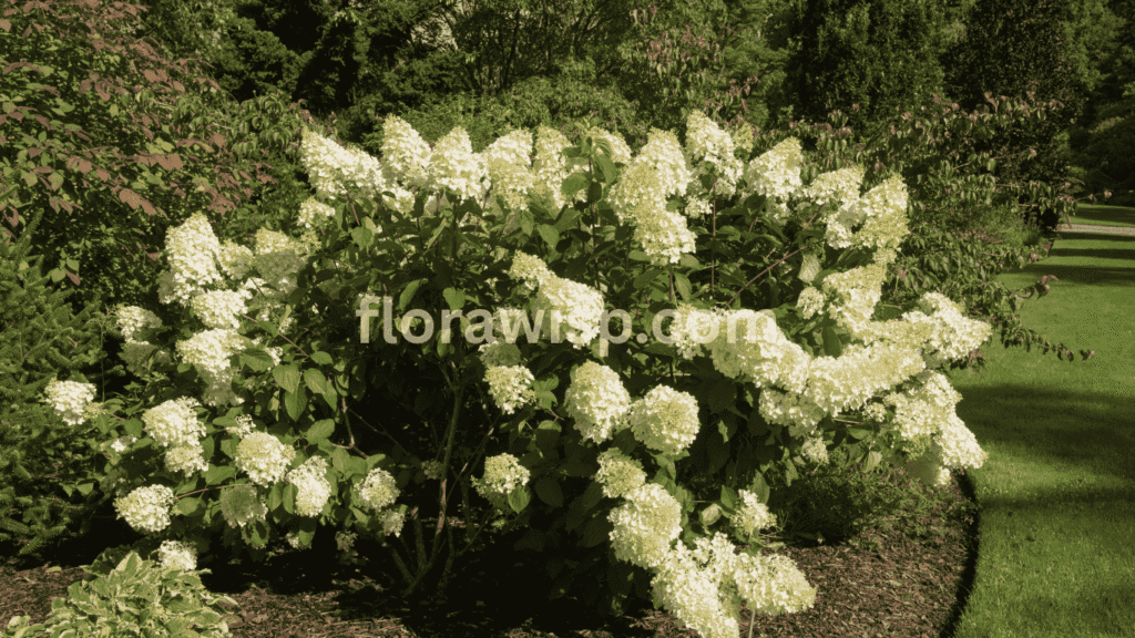 Front yard landscaping with limelight hydrangea bushes in full bloom, framed by ornamental grasses and evergreen shrubs for year-round curb appeal.
