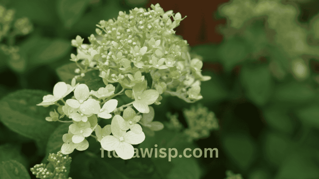 Limelight hydrangea cut flowers close-up showing fresh green-white petals, ideal for summer bouquets and dried floral arrangements.

