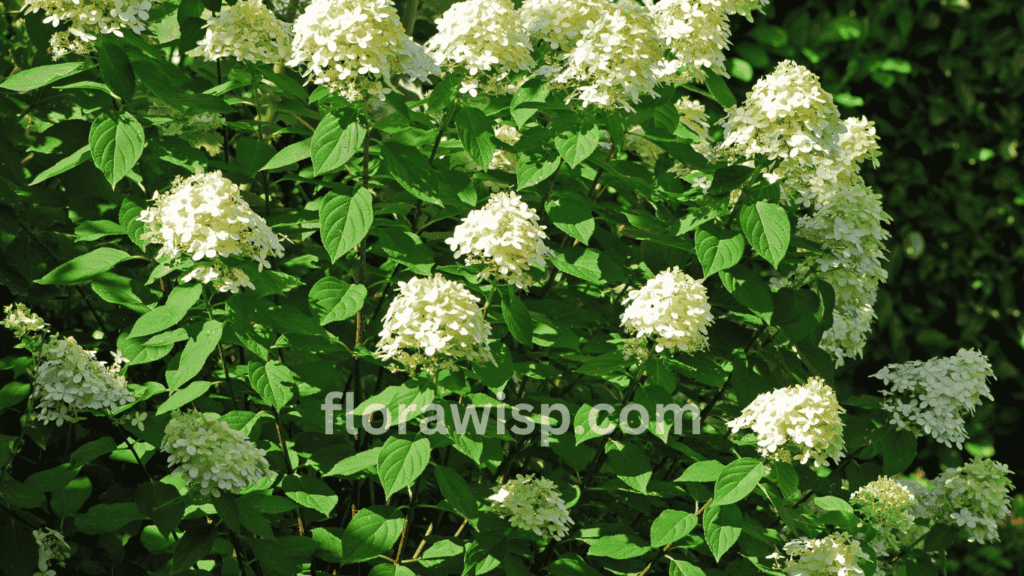 Blooming limelight hydrangea tree with cone-shaped green and pink flowers standing as a focal point in a landscaped front yard.
