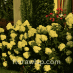Lush garden landscape featuring blooming limelight hydrangea shrubs with lime-green and soft pink cone-shaped flowers.