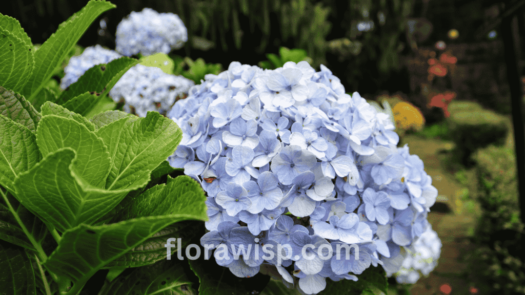 Nikko Blue Hydrangea shrub in full bloom with bold blue mophead flowers growing in a partially shaded garden.

