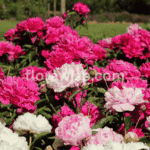Blooming pink and white peony flower in full sunlight, showcasing layered petals and vibrant garden colors.