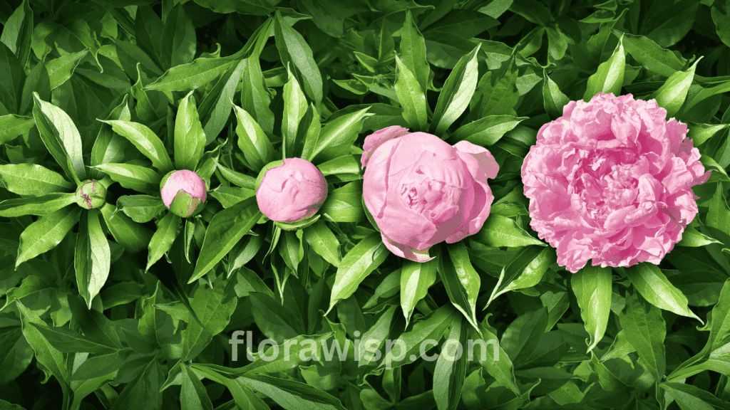 Peony growing stages from tight green bud to fully opened bloom, showing healthy foliage and vibrant petals in a sunny garden  a visual guide to peony development.