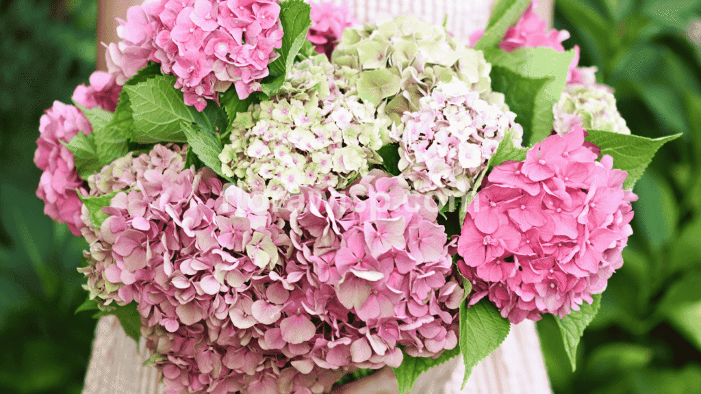 Elegant pink hydrangea bridal bouquet with soft blush blooms and white roses, perfect for romantic wedding floral arrangements

