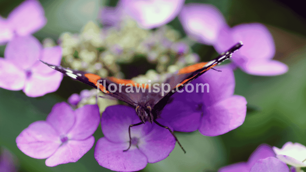 Butterfly resting on a pink hydrangea bloom during summer, highlighting pink hydrangea seasonal characteristics and pollinator activity

