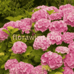 Beautiful blooming pink hydrangea garden with mixed mophead and panicle varieties