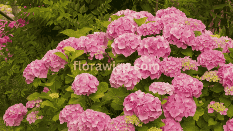 Beautiful blooming pink hydrangea garden with mixed mophead and panicle varieties