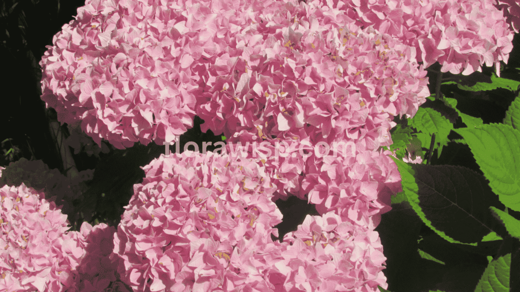 Pink Incrediball Hydrangea with large rounded blooms and sturdy stems thriving in full sun during midsummer

