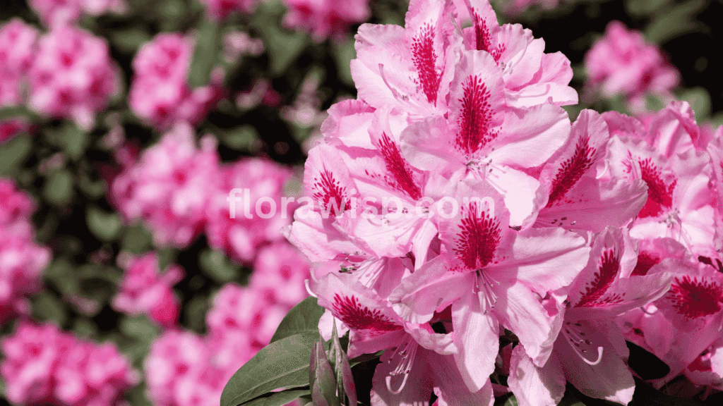 Pink Panicle Hydrangea showcasing tall, conical blooms in full sun garden with vibrant summer color and upright growth habit

