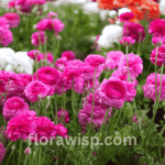 Fully bloomed pink peonies in a lush garden, showcasing delicate petals and vibrant color in natural sunlight