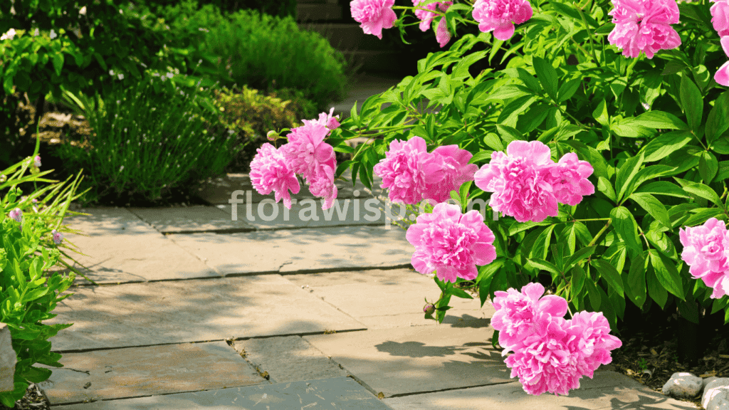 Pink peony tree in full bloom with large ruffled flowers in a spring garden