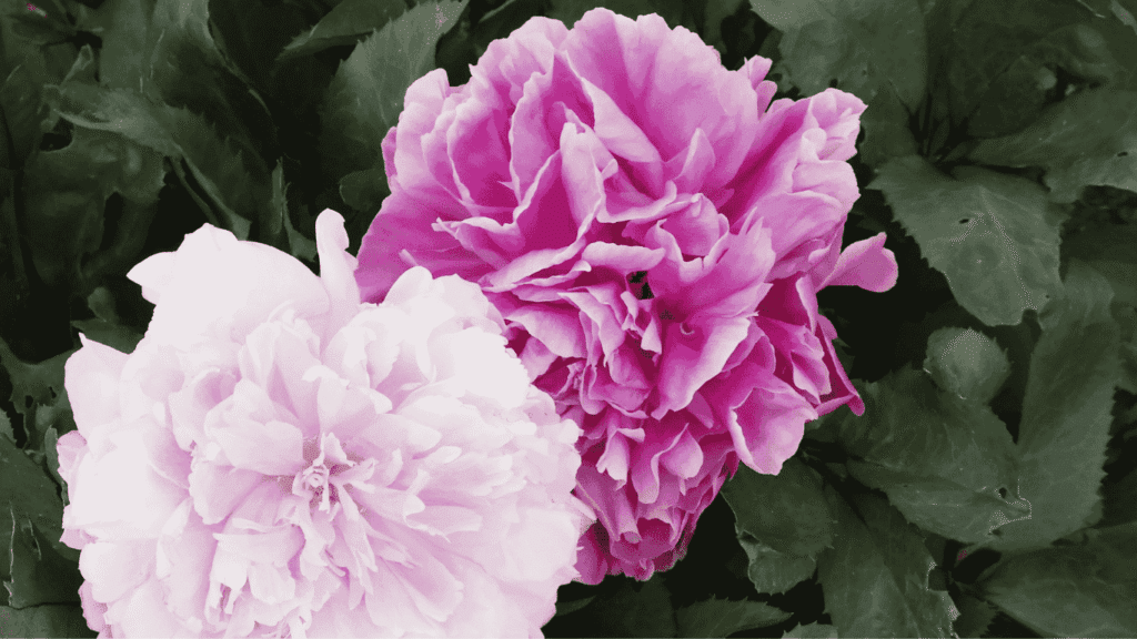 Dark and light pink peony varieties in full bloom, featuring layered petals and lush green foliage in a summer garden
