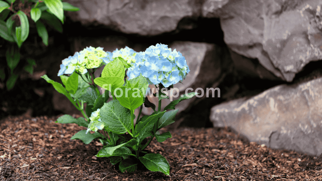 Planting blue hydrangea bush in moist, well-drained soil during early spring for optimal root growth and vibrant blooms.

