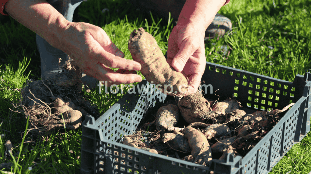 Planting dahlia tubers in well-drained soil for vibrant blooms – step-by-step guide on how to plant dahlias