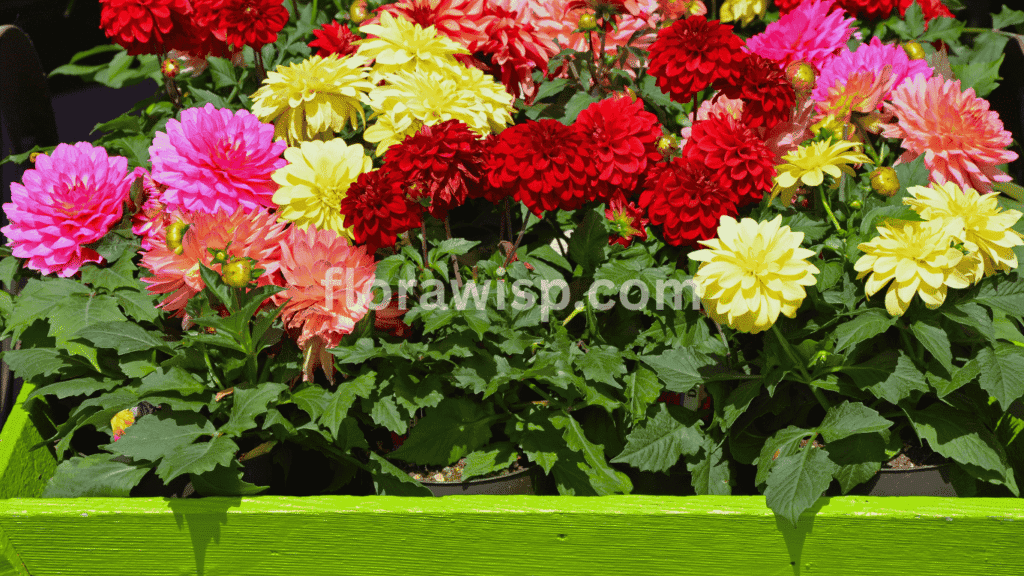 Planting dahlias in pots with rich soil and proper drainage – guide on how to plant dahlias in containers for healthy blooms