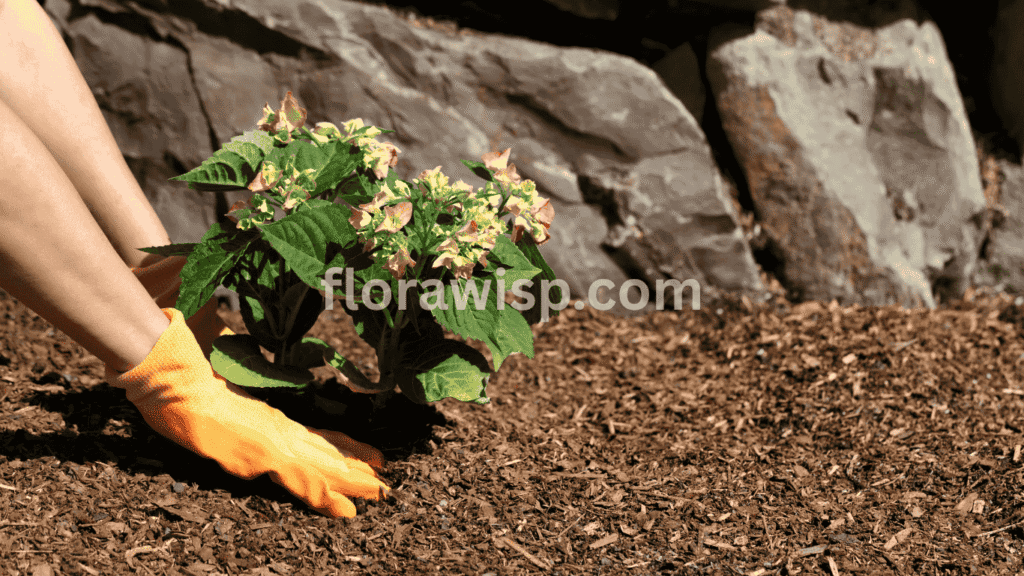 Gardener planting limelight hydrangea bushes in well-drained soil with full sun exposure during early fall.
 