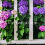 Elegant potted hydrangea with vibrant blooms placed on a sunny patio table, perfect for container gardening and home décor.