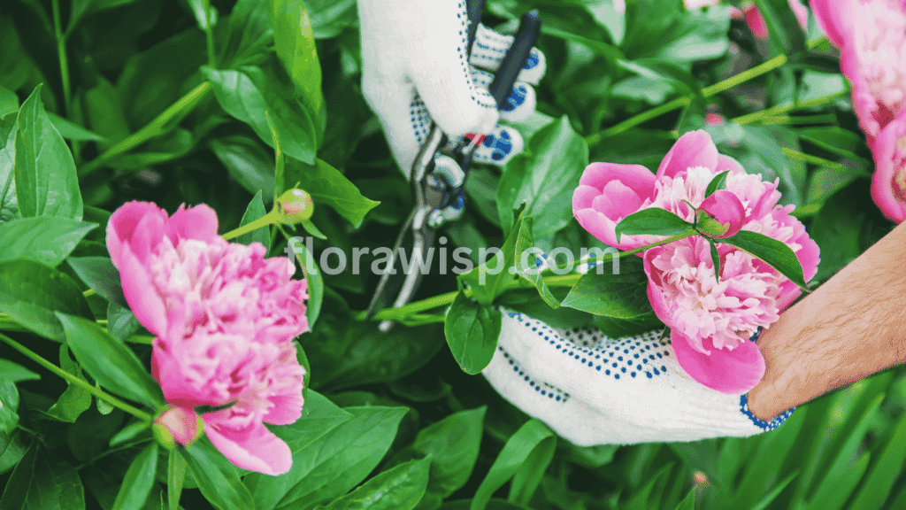 Gardener pruning tree peonies in early spring to promote healthy growth and abundant blooms