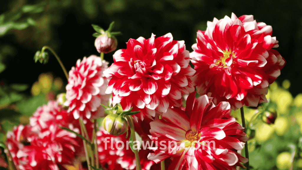 Red and white dahlia flower in full bloom with vibrant petals