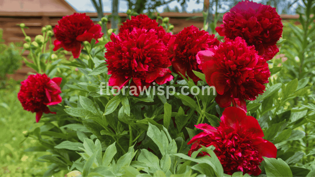 Fully bloomed Red Charm peony with deep crimson, ruffled petals in a lush spring garden, showcasing its vibrant color and lush texture.