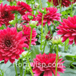 Red dahlias blooming in the garden with vibrant petals