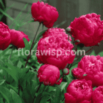 Vibrant red peony in full bloom with lush green foliage in a summer garden