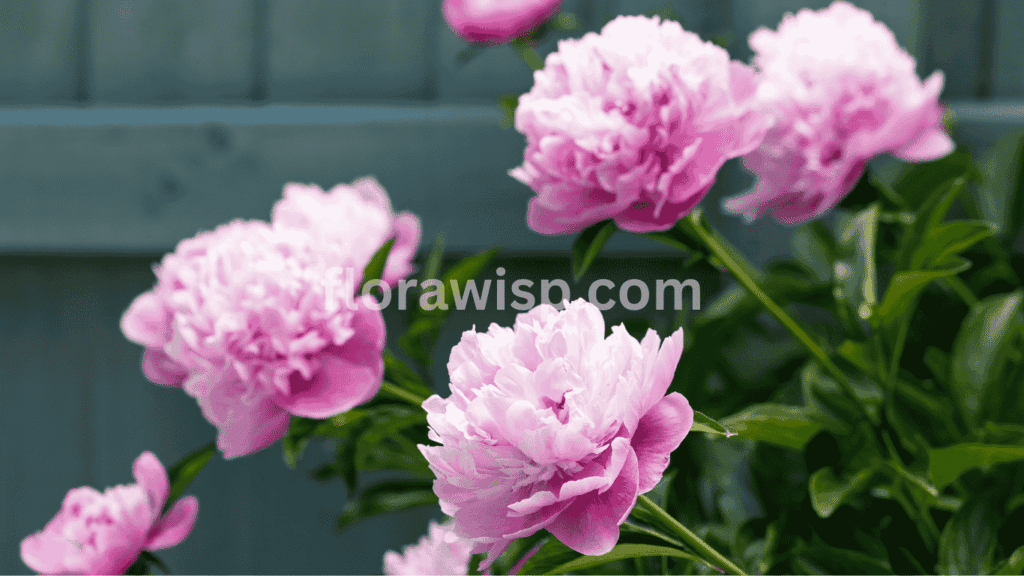Fully bloomed red Sarah Bernhardt peony with lush petals in a vibrant summer garden
