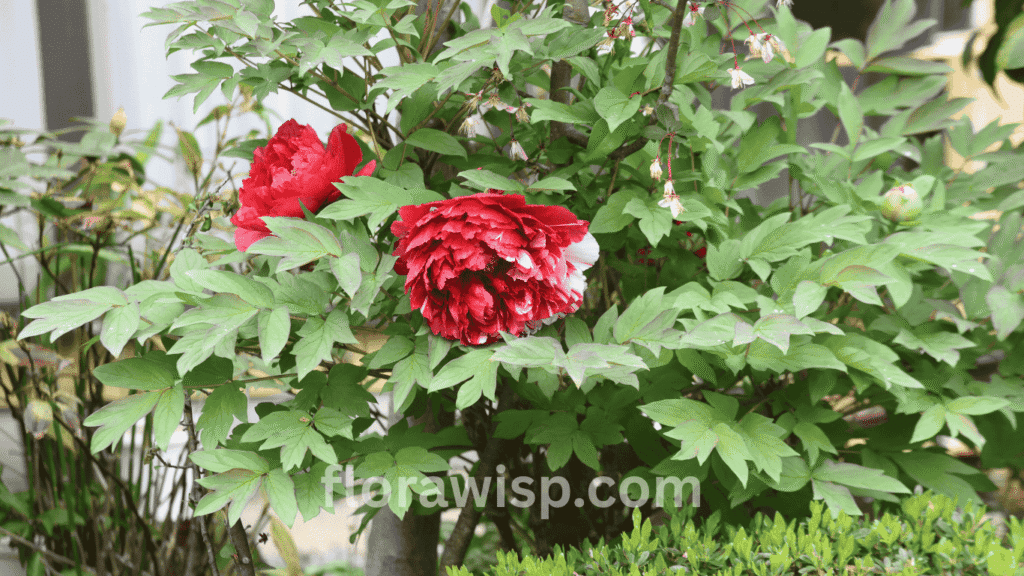 Vibrant red tree peony in full bloom with lush green foliage, showcasing large layered petals in a sunny garden setting