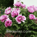 Tree peony in full spring bloom with large pink flowers in a sunny garden