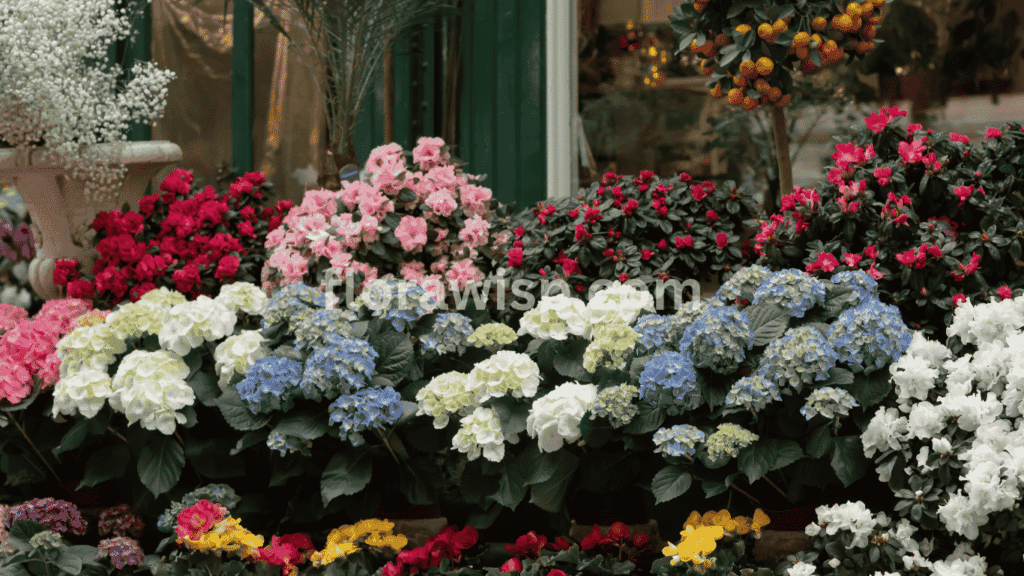 Types of hydrangea flowers including bigleaf, panicle, oakleaf, and smooth varieties blooming in a colorful backyard garden.

